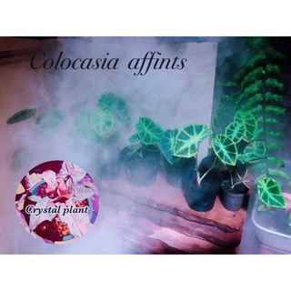 Colocasia Affintsบอนป่า