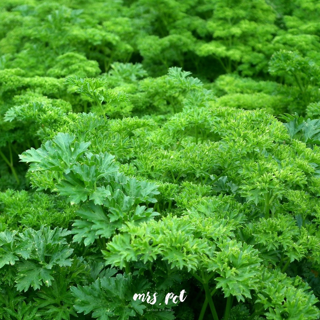 เมล็ดสมุนไพรฝรั่งพาร์สลีย์-parsley-curled-triple-moss