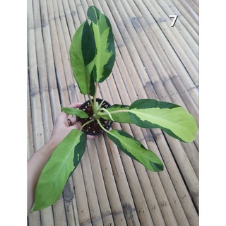 Philodendron Thai Sunrise/ ฟิโลเดนดรอนไทยซันไลท์/ฟิโลทองด่าง