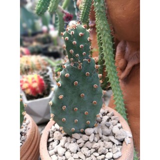 opuntia basilaris var brachyclada