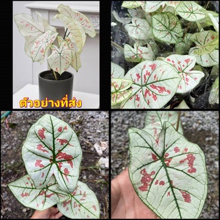 (1ต้น) ต้น Caladium Strawberry star บอนสตอเบอร์รี่ สตาร์ บอนสี สตอเบอรี่ สวนต้นไม้ตายาย