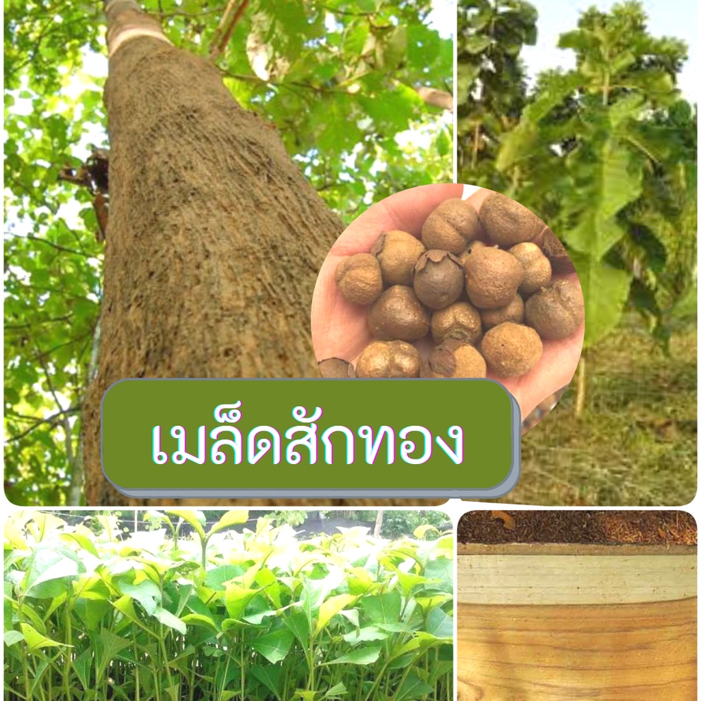 เมล็ดสักทอง-เมล็ดพันธุ์-100-เมล็ด-สักทอง-เมล็ดไม้ป่าเศรษฐกิจ