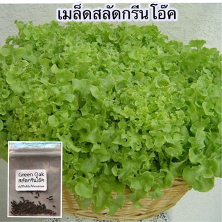 เมล็ดพันธ์ุ ผักสลัดกรีนโอ๊ค 300 เมล็ด [10 แถม 1 คละได้]