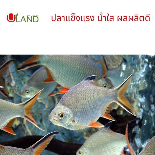 uland-emball-อีเอ็มบอล-30-ลูก-บำบัดน้ำเสีย-ลดกลิ่นทันที-ย่อยสลายของเสีย-ตะกอนไขมัน-สารอินทรีย์-น้ำใสขึ้น-ผลิตจากหัวเชื้อ