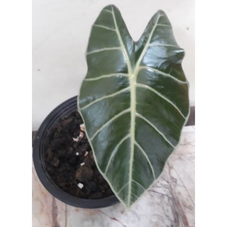 ต้นบอนดำสตูล  alocasia longiloba black 2 ใบ พร้อมกระถาง ทักแชทดูต้นก่อนกดสั่งซื้อได้ มีเหง้าแถมทุกออเดอร์ค่ะ