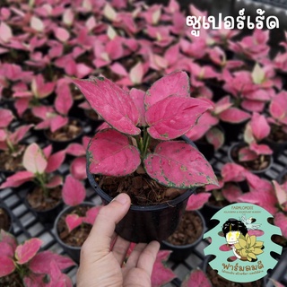 อโกลนีมา ซูเปอร์เรด/ซุปเปอร์เรด Aglaonema 