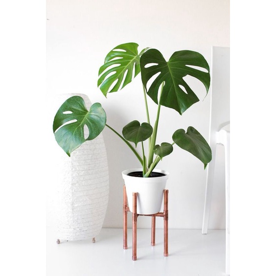 monstera-giant-ต้นกล้ามอนสเตอร่าไจแอนท์-เพาะเมล็ด