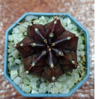 Cake Cactus Farm กระบองเพชร Gymnocalycium mihanovichii  Black widow  ยิมโนแม่หม้ายดำ