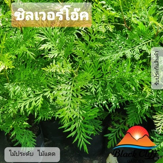 ซิลเวอร์โอ๊ค blackcliffgarden ต้นไม้ ไม้ป่า ไม้จัดสวน ใบสวย เป็นร่มเงา