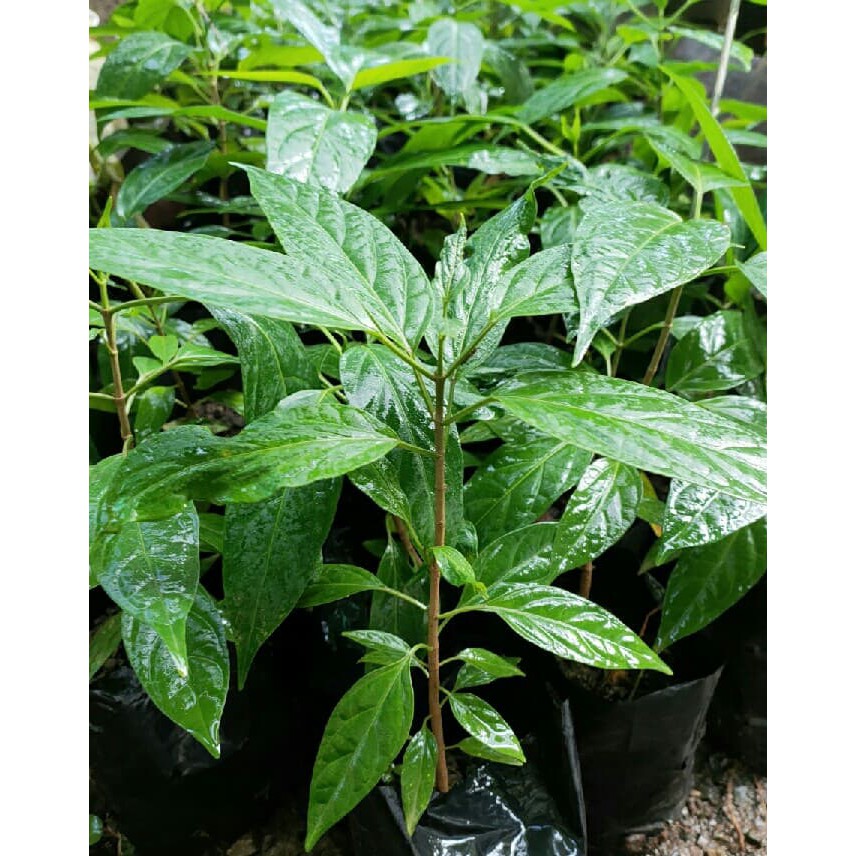 ผักเชียงดา-กล้าผักเชียงดา-ต้นพันธุ์ผักเชียงดา-ผักจินดา-ขนาดความสูงเฉลี่ย-30-50-เซนติเมตร