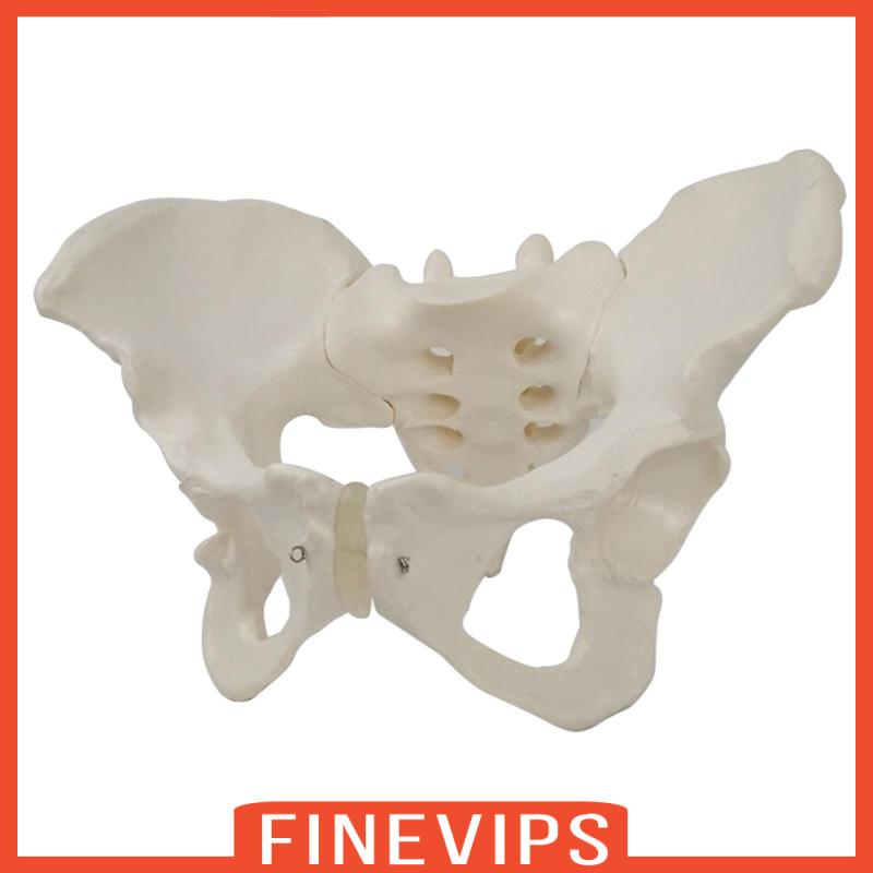 life-size-female-pelvic-skeleton-model-pvc-1-1-for-science-classroom-display