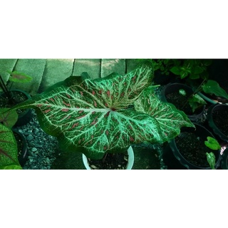 หงษเหิร บอนสี ราชินีแห่งใบไม้(Caladium)