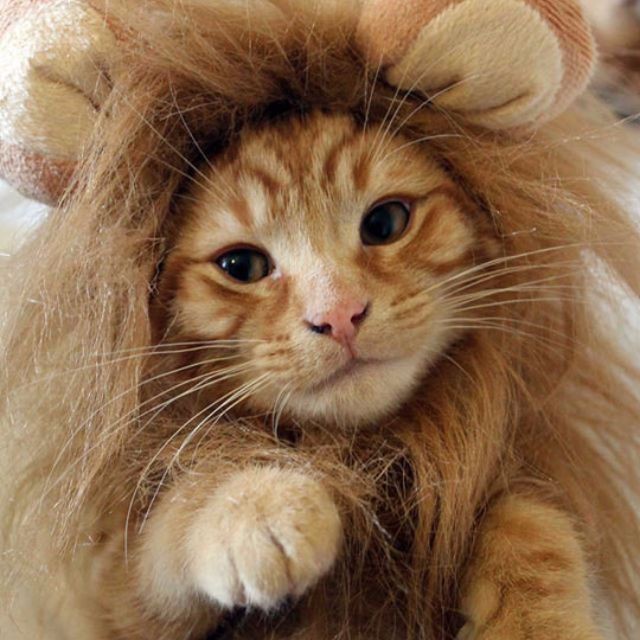 ราคาและรีวิวหมวกสิงโตน้องแมว หมวกแมวน่ารัก หมวกสิงโต หมวกแมว หมวกสัตว์เลี้ยง หมวกแฟชั่นสัตว์เลี้ยง