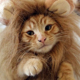 สินค้า หมวกสิงโตน้องแมว หมวกแมวน่ารัก หมวกสิงโต หมวกแมว หมวกสัตว์เลี้ยง หมวกแฟชั่นสัตว์เลี้ยง