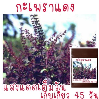 ภาพหน้าปกสินค้าเมล็ดพันธุ์ กะเพราแดง 500 เมล็ด ที่เกี่ยวข้อง