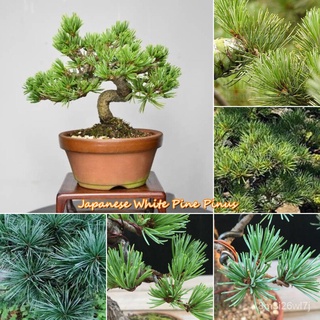 （รับประกันหลังการขายงอก100%）ปลูกง่าย ปลูกได้ทั่วไทย ของแท้ 100% เมล็ดพันธุ์ Japanese White Pine Pinus 50pcs ต้นไม้ ต้นไม