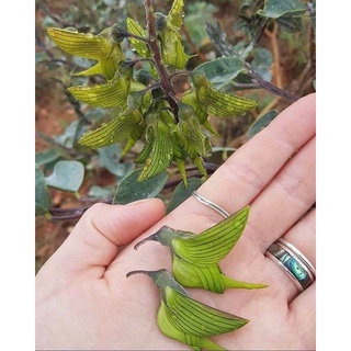 Crotalaria Cunninghamii/Green bird flower /เมล็ดพันธุ์ปักษาสวรรค์    เ50 เมล็ด (ไม่ใช่พืชที่มีชีวิต)