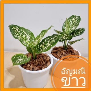 [Bytong Store] อัญมณีขาว Aglaonema พร้อมกระถางขาว ไม้มงคล ไม้ฟอกอากาศ ของขวัญ ของฝาก แต่งบ้าน แต่งออฟฟิต ไม้ด่าง