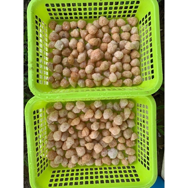 สั่ง-5-รังขึ้นไป-ไข่หอยโข่งใต้แท้นครศรี-คุณภาพดี-ลูกโตเกือบ-2-เท่า