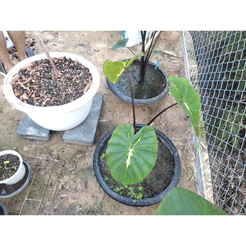 บอนไวท์ลาวา-colocasia-esculenta-white-lava-taro-พร้อมส่ง