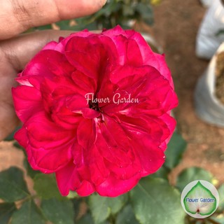 Flower Garden F512 กุหลาบ Pink Kleopatra (พิ้งค์ ครีโอพัตตรา) ดอกสีแดง กุหลาบเยอรมัน ส่งทั้งต้นยกถุง