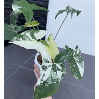 🪴เงินไหลมาด่างขาว-ตัดสด🪴 Syngonium podophyllum ver. ไม้ตัดสดนะคะขายถูกที่สุด