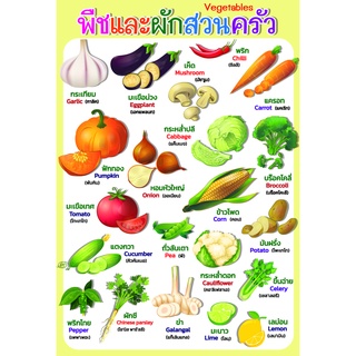 โปสเตอร์ คำศัพท์ภาษาอังกฤษ พืชและผักสวนครัว