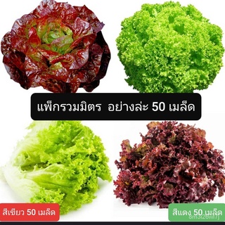 อินทรีย์ ต้น ดอก/เมล็ดพันธุ์ผักสลัดรวมมิตร เขียว+แดง อย่างล่ะ 50 เมล็ด ปลูกเองกินเองปลอดภัยไร้สาร 3แถม1 V3NI