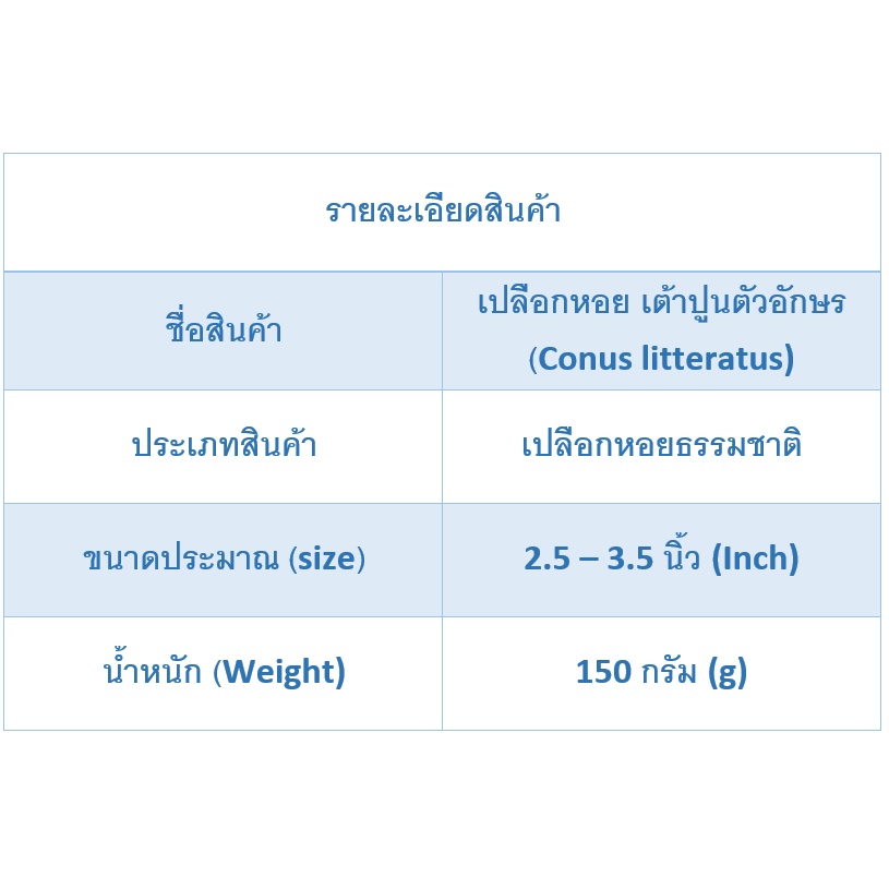 andaman-seashell-เปลือกหอย-หอยเต้าปูนตัวอักษร-conus-litteratus