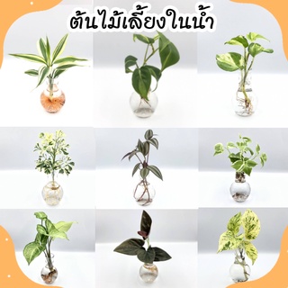 ต้นไม้ปลูกในห้องน้ำ ราคาพิเศษ | ซื้อออนไลน์ที่ Shopee ส่งฟรี*ทั่วไทย!