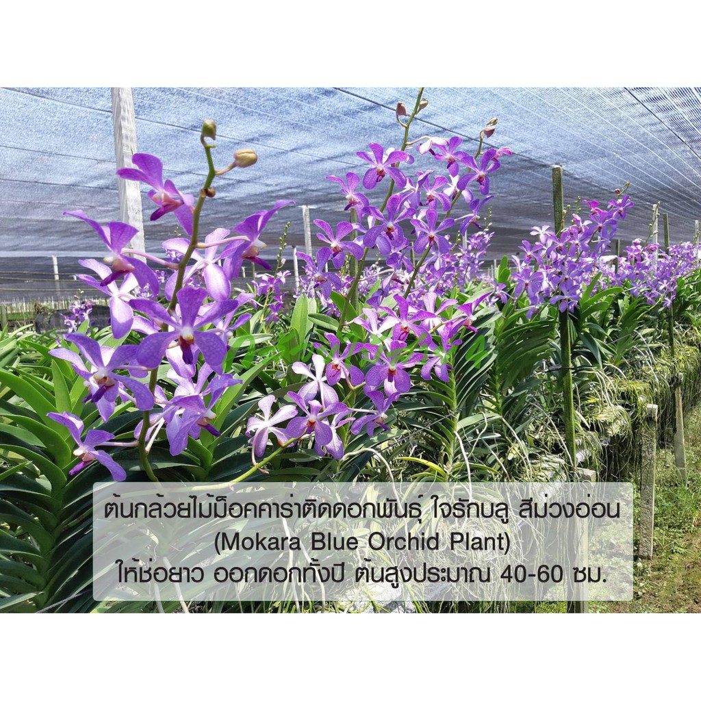 ต้นกล้วยไม้ม็อคคาร่าติดดอกพันธุ์-ใจรักบลู-สีม่วงอ่อน-flowering-mokara-blue-orchid-plant