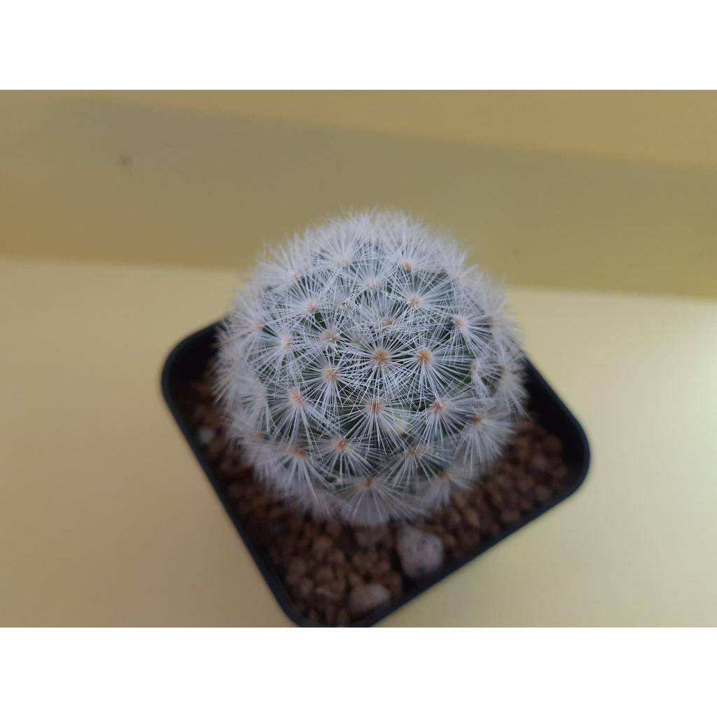 แมมมิลาเรีย-คามิเน่ขาว-mammillaria-carmenae-แคคตัส-ไม้สะสม-ไม้เมล็ด-สวยๆ