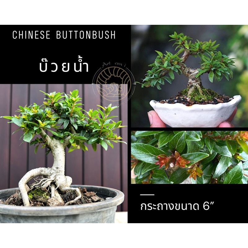 บ๊วยน้ำ-บอนไซ-chinese-buttonbush-กระถาง-6-ไม้อายุกว่า-2-ปี-บอนไซ-ต้นบ๊วยน้ำ