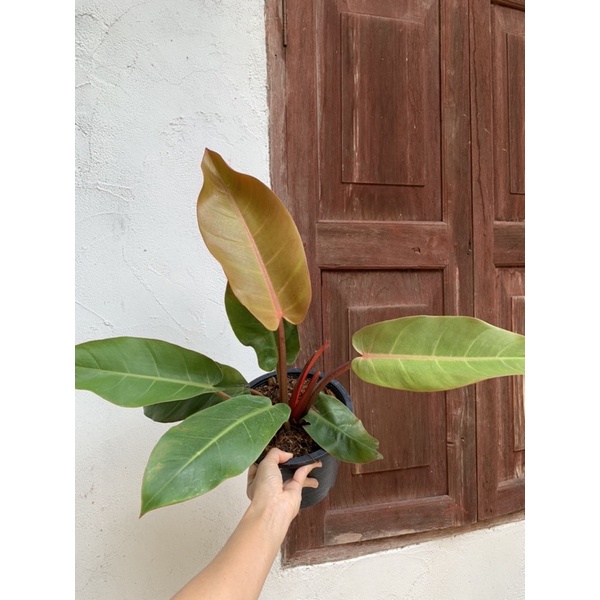 ฟิโลเดนดรอนเชอรี่เรด-ต้นใหญ่-philodendron-กุมารแดงเรียกทรัพย์-กระถาง-8-นิ้ว-ใบใหญ่-9-นิ้ว