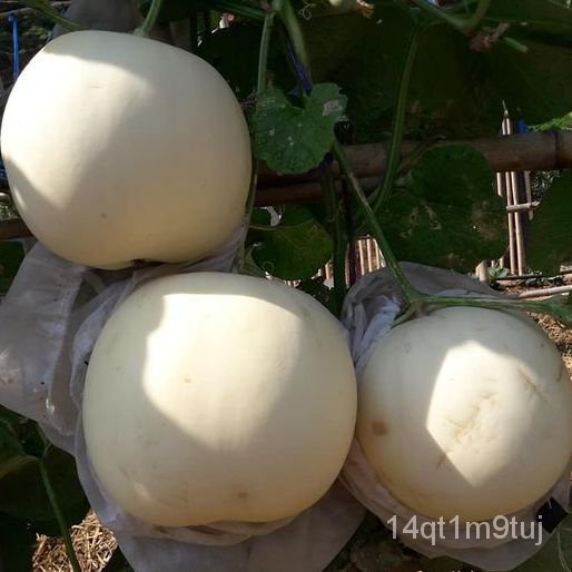 แตงไทยขาวละมัยถูกที่สุด10บ-เมล็ดพันธุ์แตงไทยขาวละมัย-10-เมล็ดงอกง่าย-โตไวหวานอร่อย-สีขาวละมัยผักกาดหอม-เสื้อ-ขึ้นฉ่า