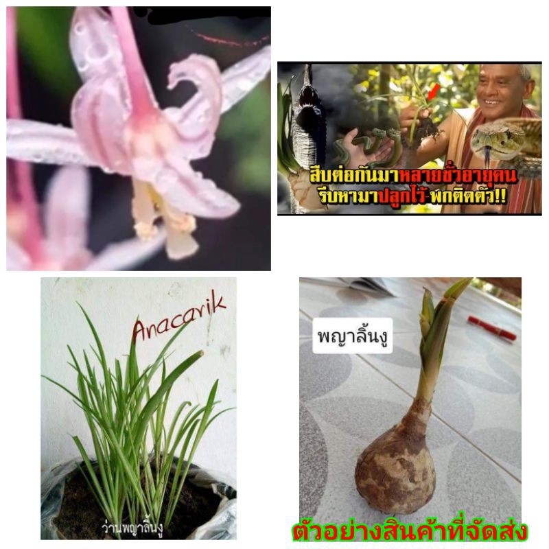 3หัว-ขาย-หัวพันธุ์-ว่านพญาลิ้นงู-ว่านนาคี-ว่าน-พญาลิ้นงู-เมล็ดพันธุ์-ไม้ดอก-ไม้ประดับ