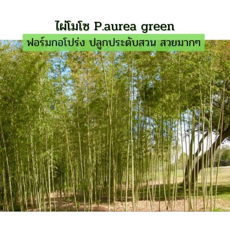 ไผ่โมโซเขียว-phyllostachys-aurea-green-ไผ่ประดับ-ไผ่สวยงาม