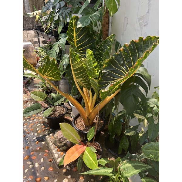 alocasia-บอนเพชรเจ็ดสี-ต้นใหญ่สีเด็ดมากแม่-ต้นเล็กไม่เกิน-30-cm-ต้นใหญ่สนใจทักข้อความนะคะ