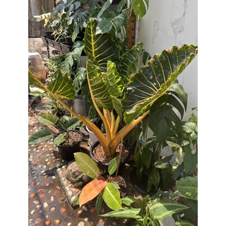 Alocasia บอนเพชรเจ็ดสี ต้นใหญ่สีเด็ดมากแม่ ต้นเล็กไม่เกิน 30 cm ต้นใหญ่สนใจทักข้อความนะคะ