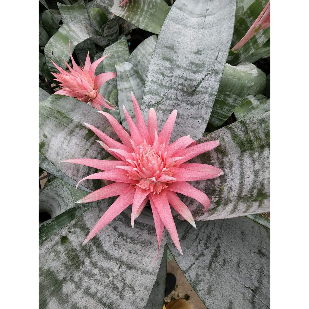 1ต้น-ต้น-aechmea-fasciata-ต้นสับปะรดสี-สี-ชมพู-สีดอกชมพู-สับปะรดสี-สับปะรดสีชมพู-สับปะรด-ต้นสับปะรด-สับปะรดประดับ-ทษณ