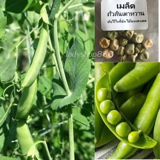 เมล็ดพันธุ์ ถั่วลันเตา ถั่วลังเตาหวาน 40 เมล็ด [10 แถม 1 คละได้]