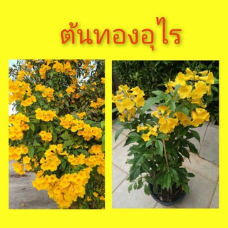 ภาพขนาดย่อของภาพหน้าปกสินค้าต้นทองอุไร ทองอุไรสีเหลือง ทองอุไร กระถาง 11 นิ้ว ไม้พุ่ม ดอกทั้งปี จากร้าน chom.garden บน Shopee