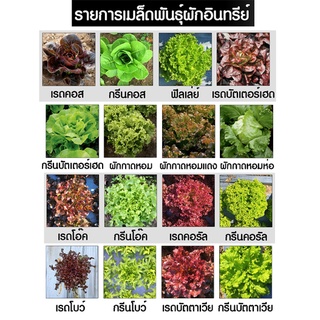 สินค้า เมล็ดผักอินทรีย์ เมล็ดพันธุ์ผักสลัด เมล็ดผักสลัด 100-200 เมล็ด 10 บาท   [10 แถม 1 คละได้]