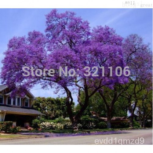 50-paulownia-seeds-princess-tree-or-empress-tree-impressive-and-add-beauty-to-your-gard