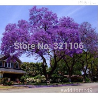 50 Paulownia Seeds (princess tree or empress tree)--impressive and add beauty to your gard通心菜/玫瑰/文胸/裙子/男装/芹菜/木瓜/上衣/母婴/花园