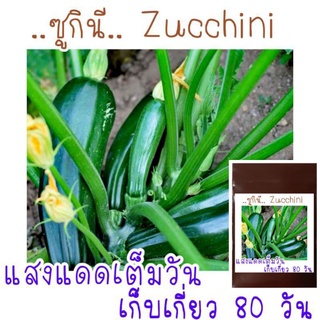 เมล็ดพันธุ์ ซูกินี zucchini 5เมล็ด