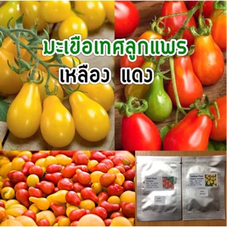 เมล็ดพันธุ์ มะเขือเทศลูกแพร Pear Tomato เหลือง แดง50 เมล็ด (ไม่ใช่พืชที่มีชีวิต)