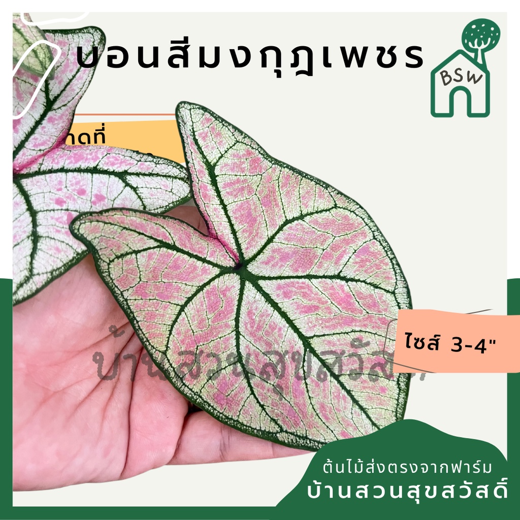 บอนสีมงกุฎเพชร-บอนมงกุฎเพชร-บอนสี-มาในกระถางพร้อมตั้ง