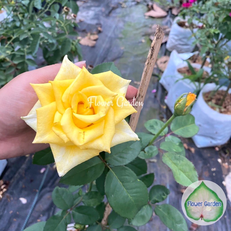 flower-garden-f416-กุหลาบ-queen-sirikit-ควีนสิริกิติ์-สีเหลือง-ดอกใหญ่-ปลูกง่าย-กุหลาบพุ่ม-ตัดดอก-กุหลาบสีเหลือง