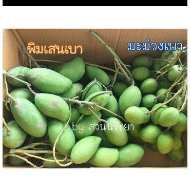 ต้นมะม่วงพิมเสนเบา-ออกทวายตลอดปี